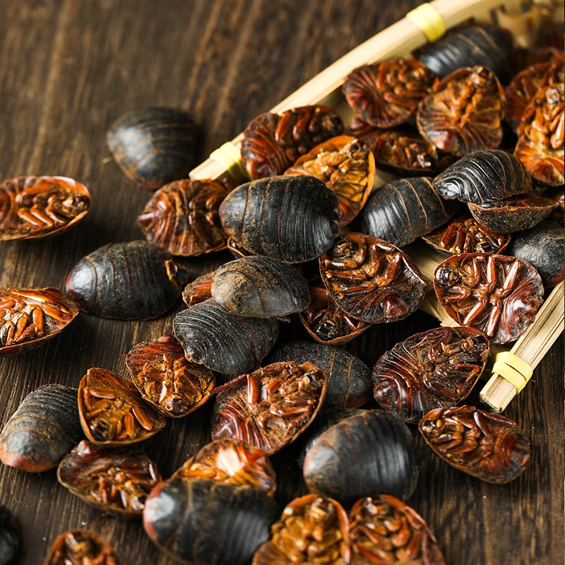 Dried Ground Beetle Tu Bie Chong 土鳖虫 Eupolyphaga Whole Insect TCM Herb 500g key features