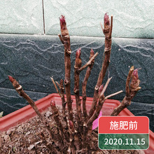 牡丹花专用肥料 牡丹花专用肥料品牌 图片 价格 牡丹花专用肥料批发 阿里巴巴