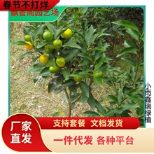 ɳ�ǽ��Ә�����������Ә����ɰ���ټt���ː��¹��������ļ�ͥԺ