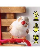 珍珠鸟宠物活物斑胸草雀灰白珍珠活鸟萌宠物鸟一对小鸟活木质其他