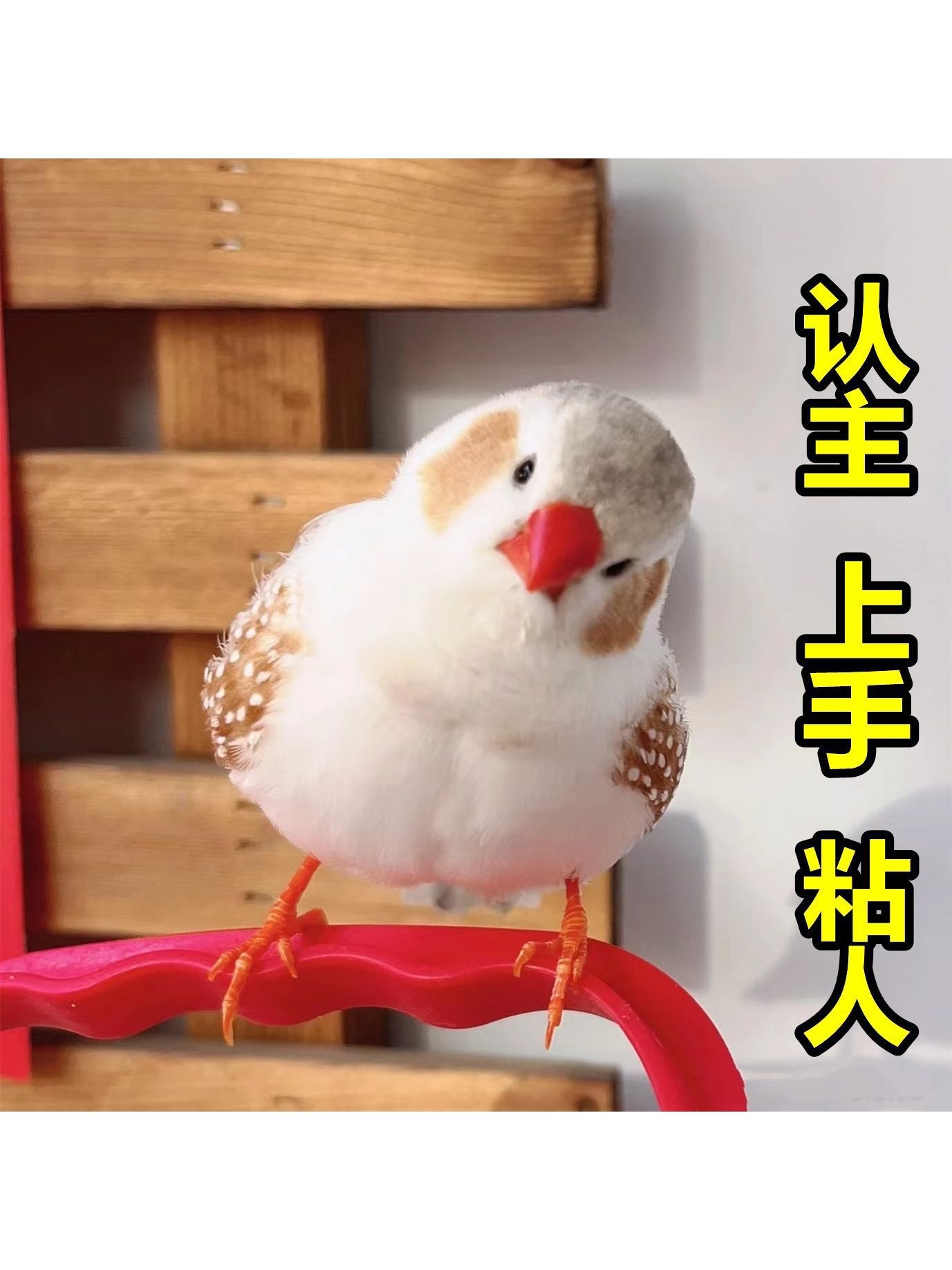 珍珠鸟宠物活物斑胸草雀灰白珍珠活鸟萌宠物鸟一对小鸟活木质其他