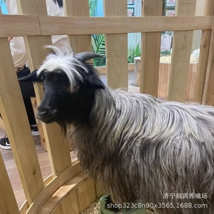 �L�������������٪������w�Bֳ �������㌙���H ����ţ���U����