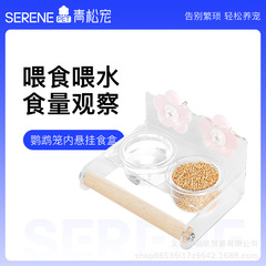 青松はオウムのアクリルをかわいがって食器を与えます。