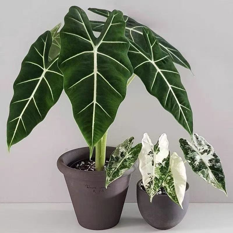 Green Swan Sea Taro Potted Room Large Green Plant Green Plant…