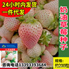Cream strawberry, cute fruit eating bib, wholesale
