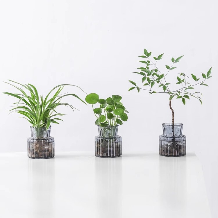 Hydroponic Plants, Copper Coin Grass Potted Plants, Indoor Desktop Hanging Orchids, Easy to Grow, Lazy Green Plants, Nantian Bamboo, Air Purification Wholesale