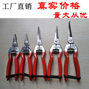 Plastic-dip picking scissors for fruit, grape, vegetable and fruit thin fruit scissors for trimming twigs and branches stainless steel pointed orchard fruit-picking scissors