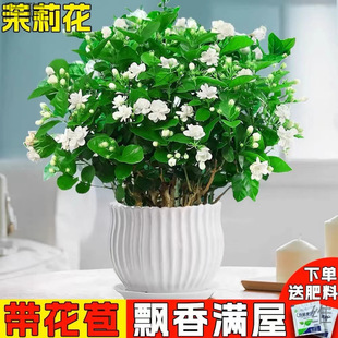 ��ֲ���҃��������������ˮ�_�����ļ��d�ӻ��Ϙ������㻨���G