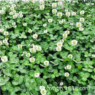 Selling Red and White Clover Courtyard Road Greening Park All Year Round Easy to Live Clover Grass Seeds Seeds Clover Seeds
