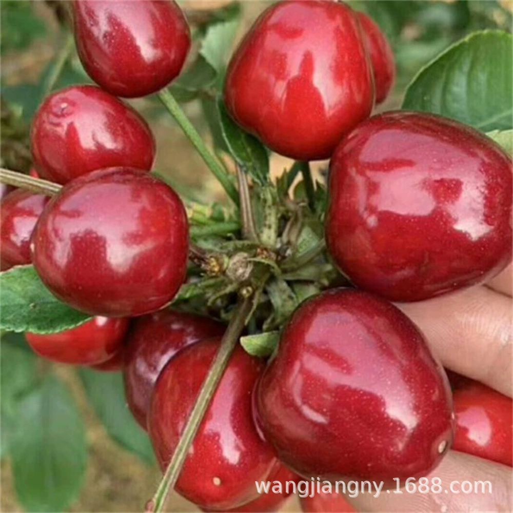 Рассада вишневого дерева на юге и севере Посадка очень крупных саженцев плодов Вишни Карликовые результаты года