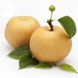 山东南水梨脆甜多汁自然新鲜水果4.5斤装产地直发梨子一件代发
