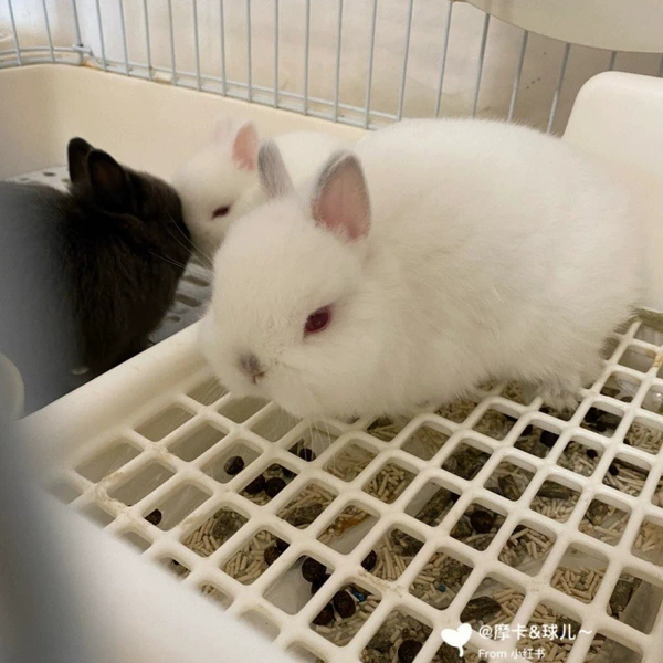 Himalaya dwarf rabbit