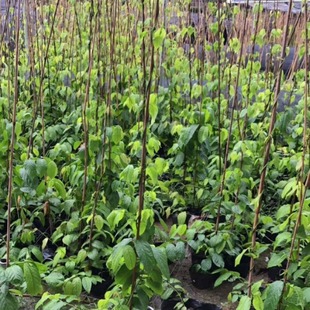 Makes Gentlemen, Vine Climbing Plants Wholesale, Ornamental Multiple Flowers and Water Gentlemen