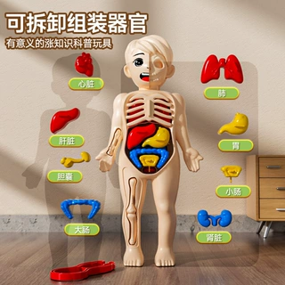 跨境儿童益智玩具人体模型拼装模型diy玩具早教益智玩具礼物批发