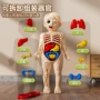 儿童早教跨境人体玩具