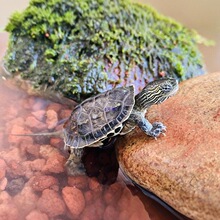 �m�ϼ��B��С���������J�����A�����s������B�״�ˮ���㌙��