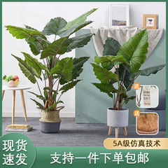 北欧風シミュレーション植物虹芋人工虹樹緑植盆栽ホームホテル装飾春芋盆栽
