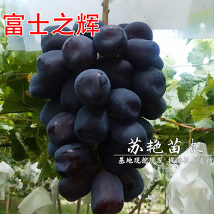 ��Ʒ�N��ʿ֮�x�������ɫꖹ�õ��޽����ј����Ϸ������Nֲ����