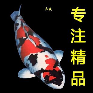 錦鯉活魚日本純種紅白三色黃金龍鳳觀賞魚好養包活淡水冷水魚