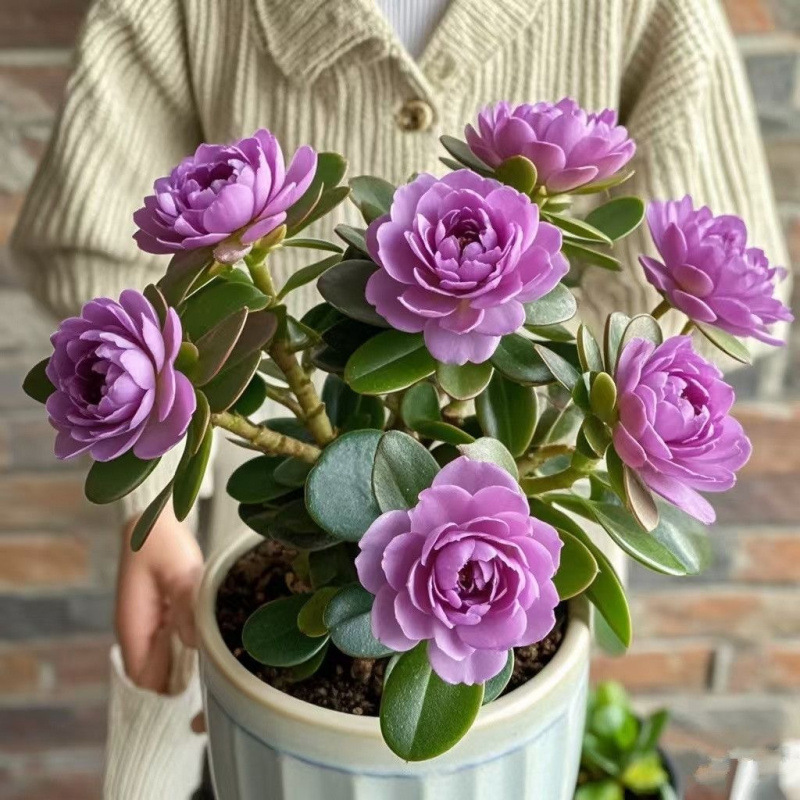 인기 추천 : [보라색 언어] 그해 꽃이 피다丨사계절 상록수