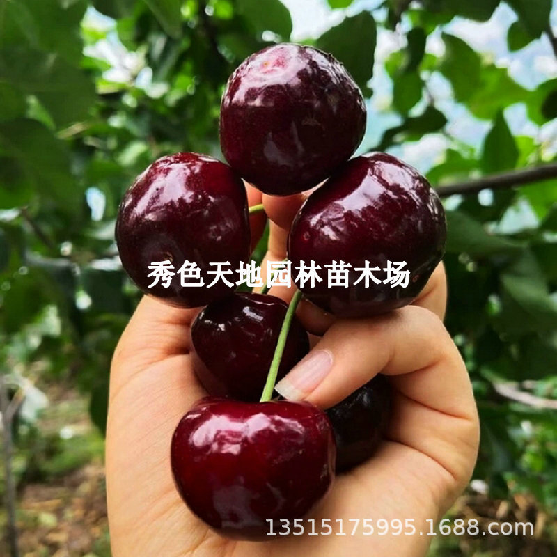 四川雅安汉源车厘子苗北南方种植嫁接大樱桃树苗盆栽地栽当年结果