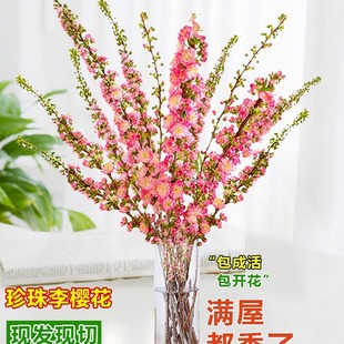 �������֦�ѻ�ѩ���r֦ˮ�B֧ˮ��ֲ��ǧ֦�Gֲ�҃����B���r����