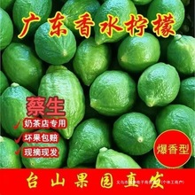 广东香水柠檬江门直发无籽手打暴打奶茶新鲜直达果茶【包邮批发】
