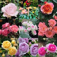 õ廨Nļ_׻N҃҃ͥԺGֲrN