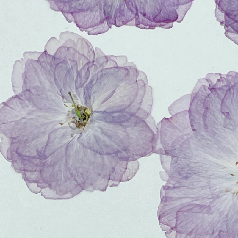 花のお土産浅紫の桜の花のエンボス植物の標本の森系の流行のゴムのアクセサリーの押し花の手作りの材料は包みます。|undefined