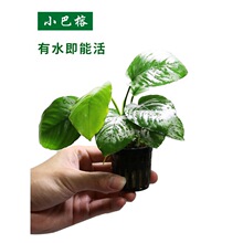 ����С���ź��B�׻����T�о��~��ˮ�����b��쾰���w�����ˮ��