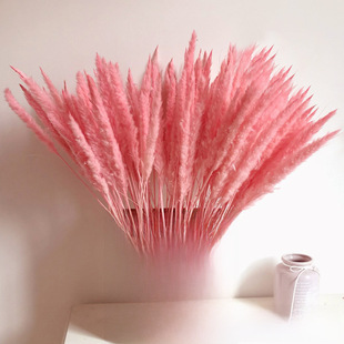 【Dry Flower Little Reeds】 InSS Pink Reed Little Reeds Dry Flower Home Decoration Puwei Fan Pas Cao