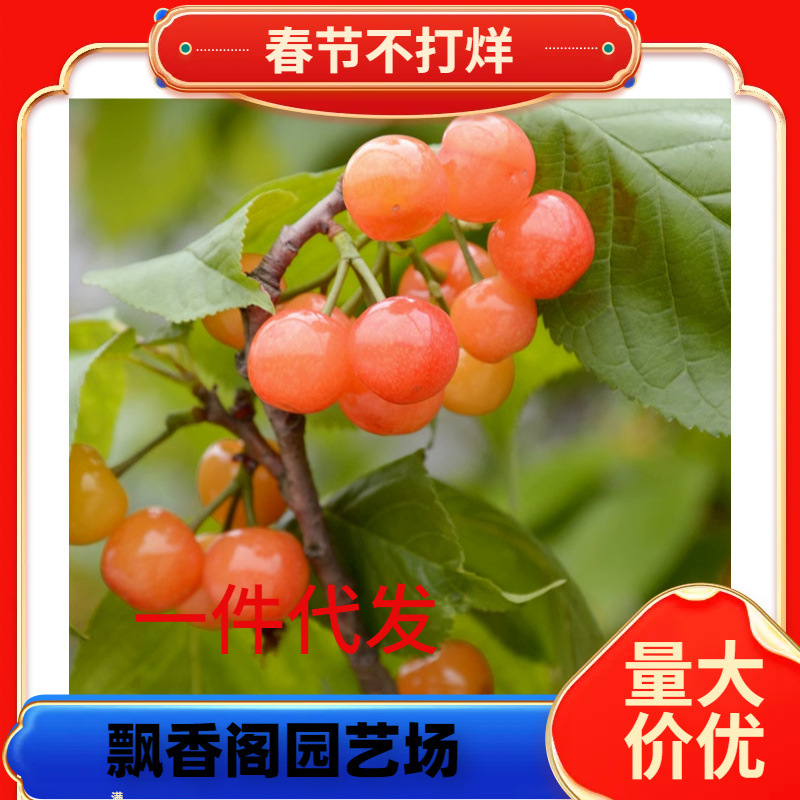 新品种晚熟蜜浓大樱桃树苗嫁接车厘子苗庭院盆栽北南方种果树果苗