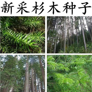 ɼľ�N��ˮɼ�N����ɼ��ɼ�N������ɼ�N�Ӵ�ɼ����ɼ��N�ӳ�ɼ��