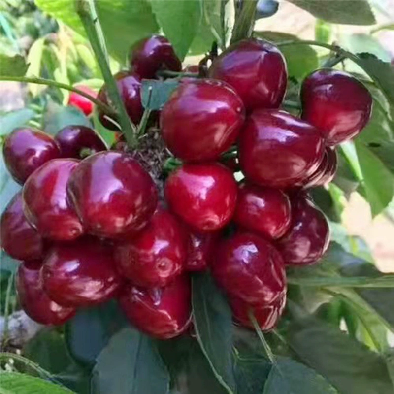 Карлик Вишневая рассада База Meizao Вишневая рассада Цена Развитая корневая система Вишневая рассада База