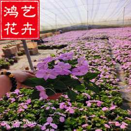 超级凤仙花 非洲凤仙草花 桑蓓斯凤仙 桑贝斯盆栽青州苗木基地