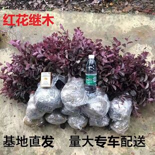 �t���^ľ����ͥԺ����ֲ��������lС��t�~��ɫ�辰�G������С��