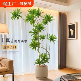 盆栽;乔木;花盆容器