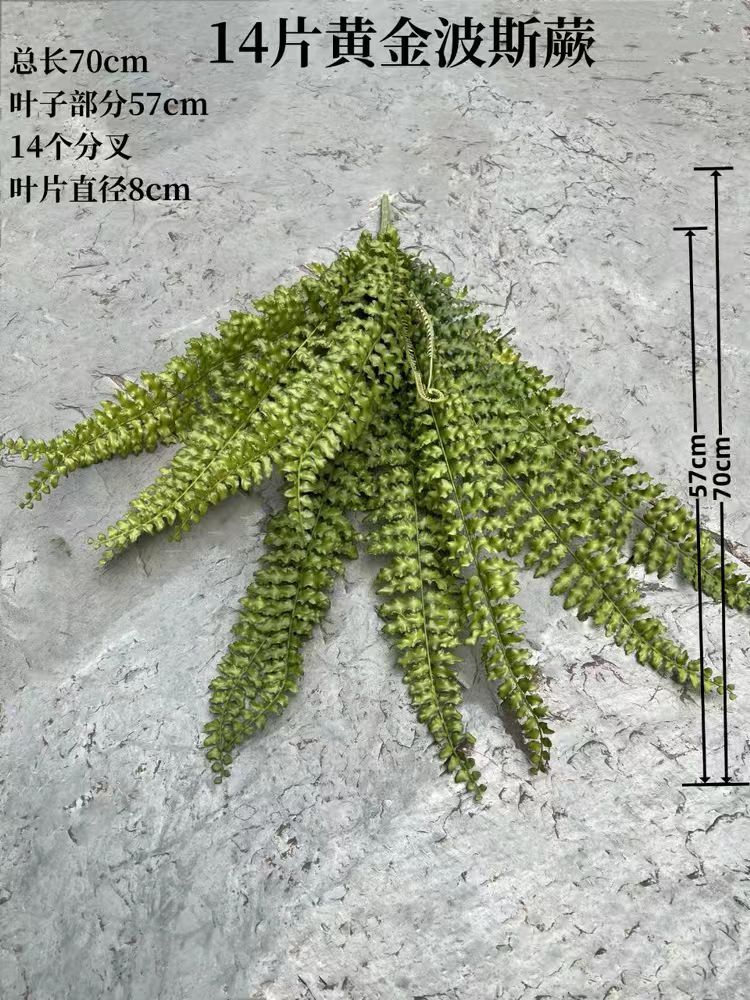 黄金波斯蕨.jpg
