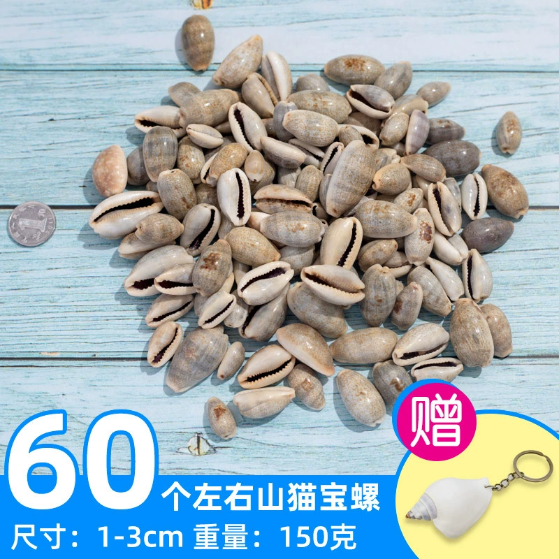 Organic aquarium with shells, aquarium decor, sample handmade
