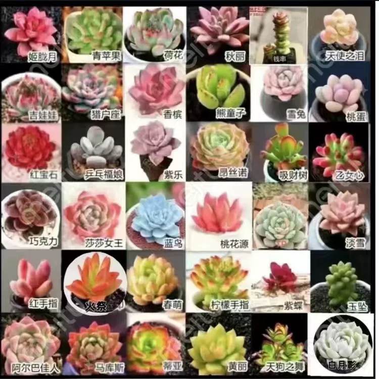 Комбинированная упаковка суккулентов в горшках, красивое и элегантное комнатное суккулентное растение