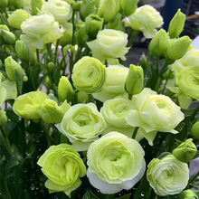 ۹ذлNӶ޸̨ļܷNӽ۹ݱN