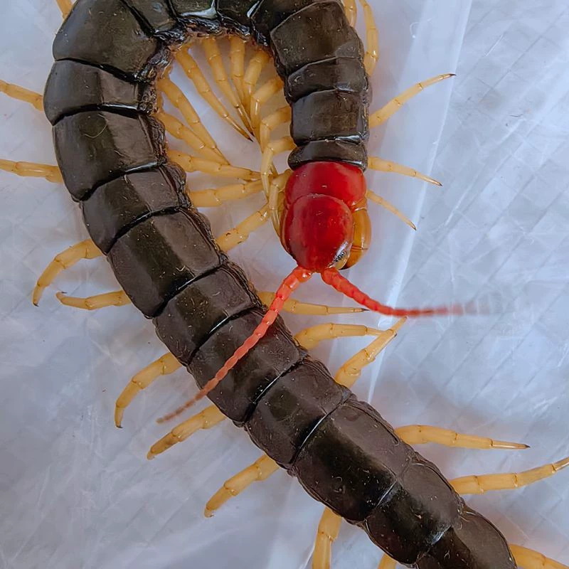 Саженцы с живой кассетой, аророванный корм для окрашивания волос, замачиваемый в вино, черепаха в лекарство, черепаха с красной головкой, живое тело