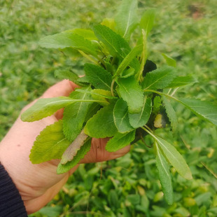 �ر���β�ݱ��� ��β���޸��ر����� ���^�@�־G��������β������