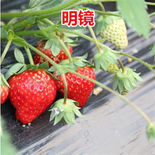 ��ʹAE�����ļ���ݮ��ʳ�üt�ݮ�箔��Y���̨�����ϱ����Nֲ