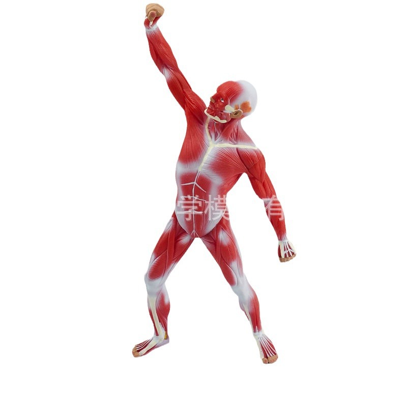 50CM����ȫ���������ģ������ǳ�㼡����� ������ ���ɽ���ģ��