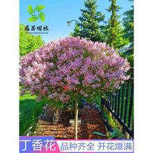 㻨eͥԺͺLN϶㻨ԝ㻨