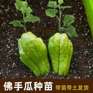 ���ֹ������ϷN��ѿ�N�ӷN�����ݰ׷N�����lѿ���ֹϷNֲ�����