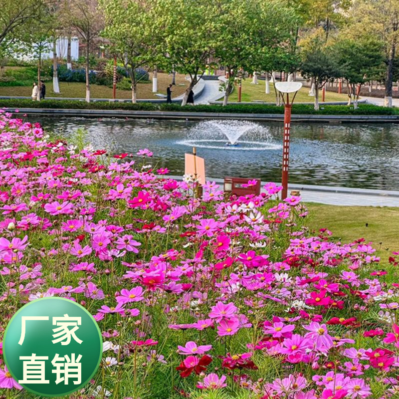 批发菊花种子波斯菊又叫格桑花扫竹梅规格高 中低杆四季易播花籽