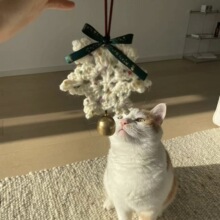 �}�Q��ë���ֹ�diy�h��ѩ������b�Ʒ�T��ڒ���܇��������