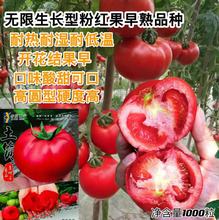 ؛ζѷNӟoL۹AӲȸ͟͝͵͜ƷN